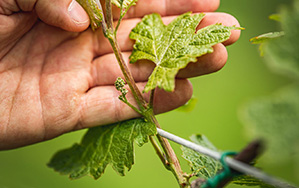 Seedling