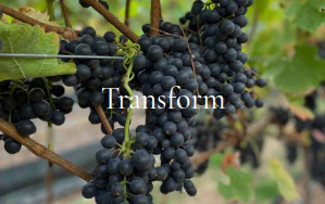 Transform